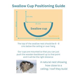 swallow nest cup