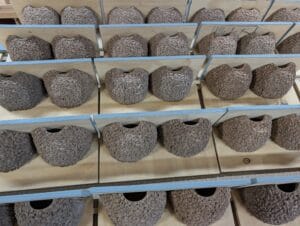apex house martin nest cup