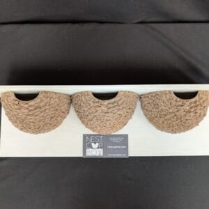 Triple House Martin Nest Cup