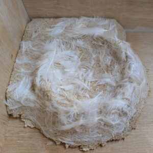 soft swift cup concave with feathers