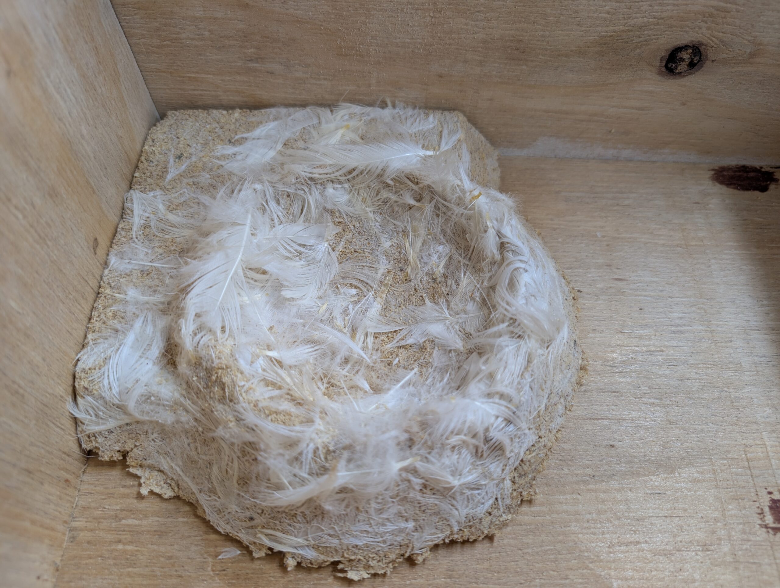 swift and house martin combination box