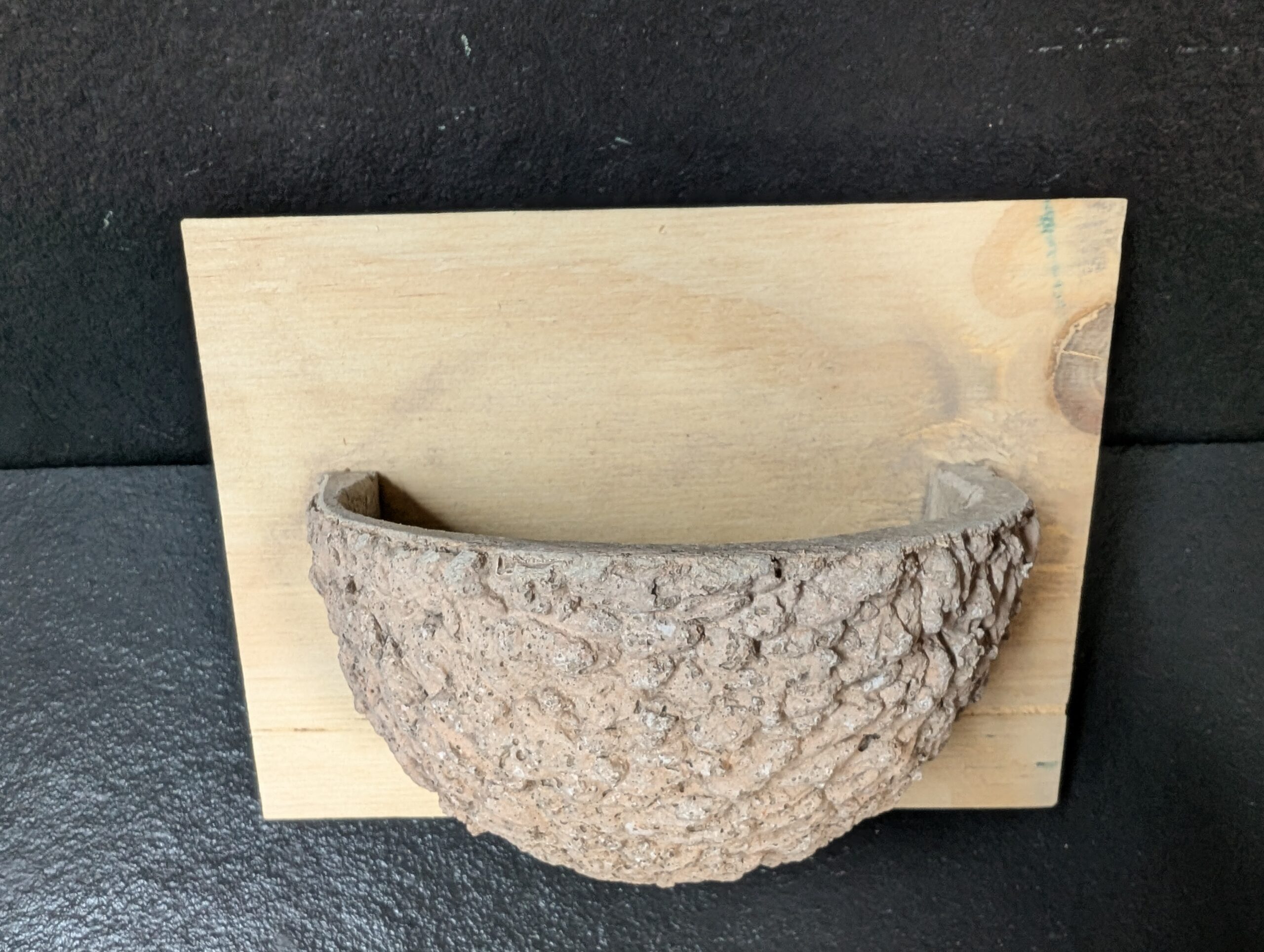 apex house martin nest cup