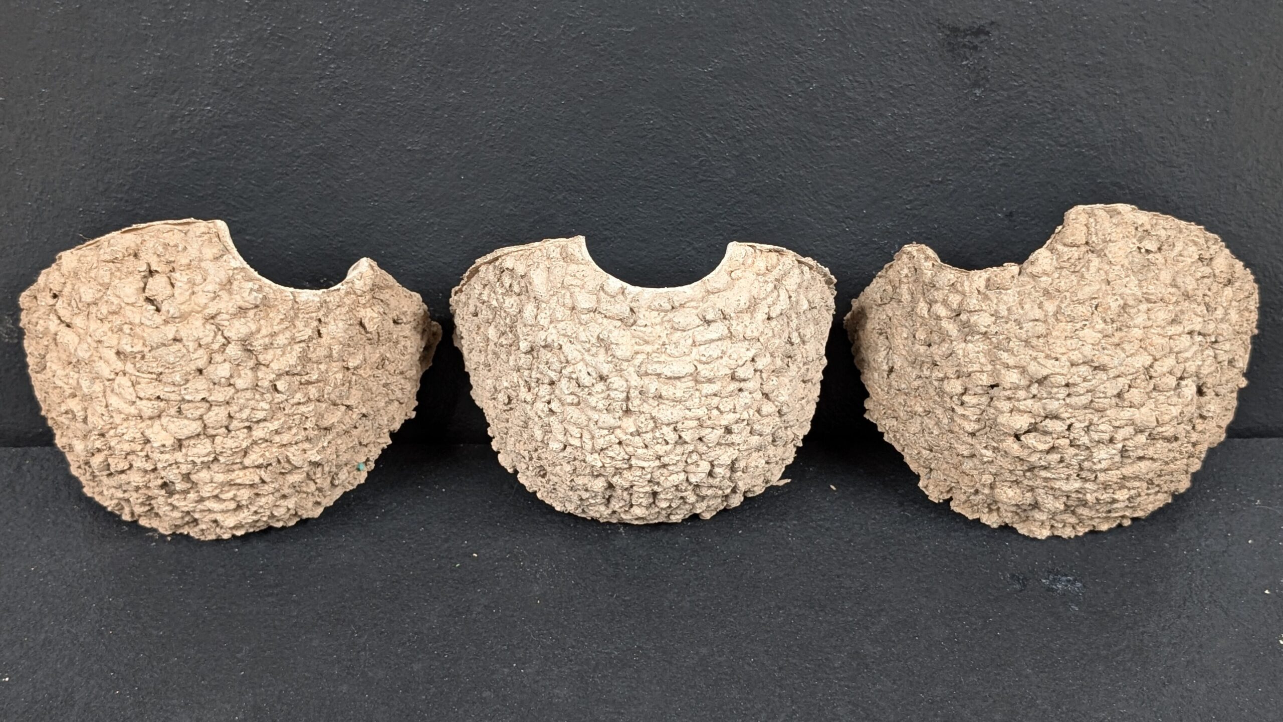 single house martin cups with different entrance positions from nest cup box