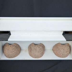 combi swift and house martin box by nest cup box