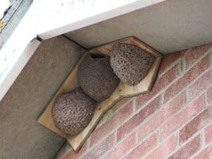 triple apex house martin cups made to measure by nest cup box (7)