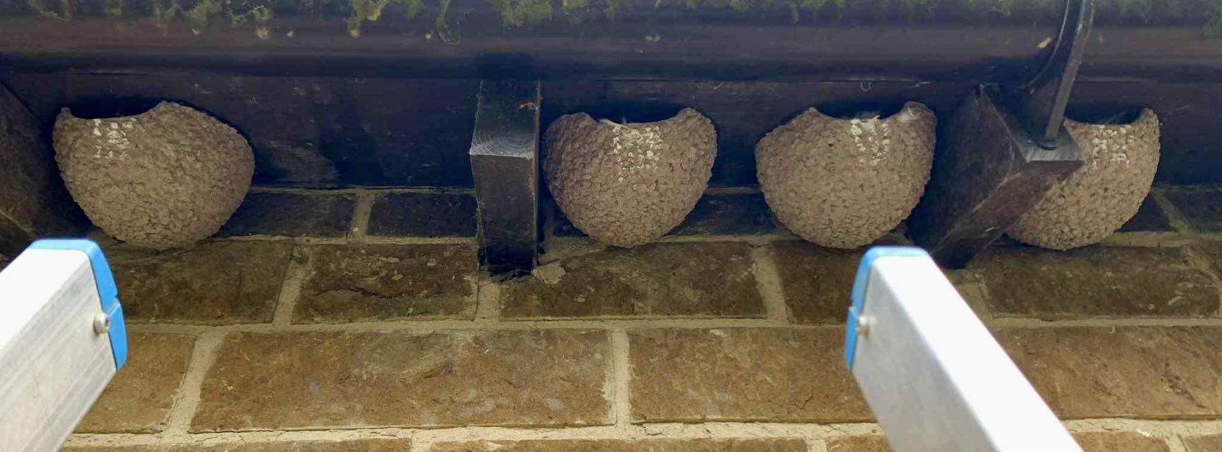Bespoke angle single House Martin Nest Cup - Image 2