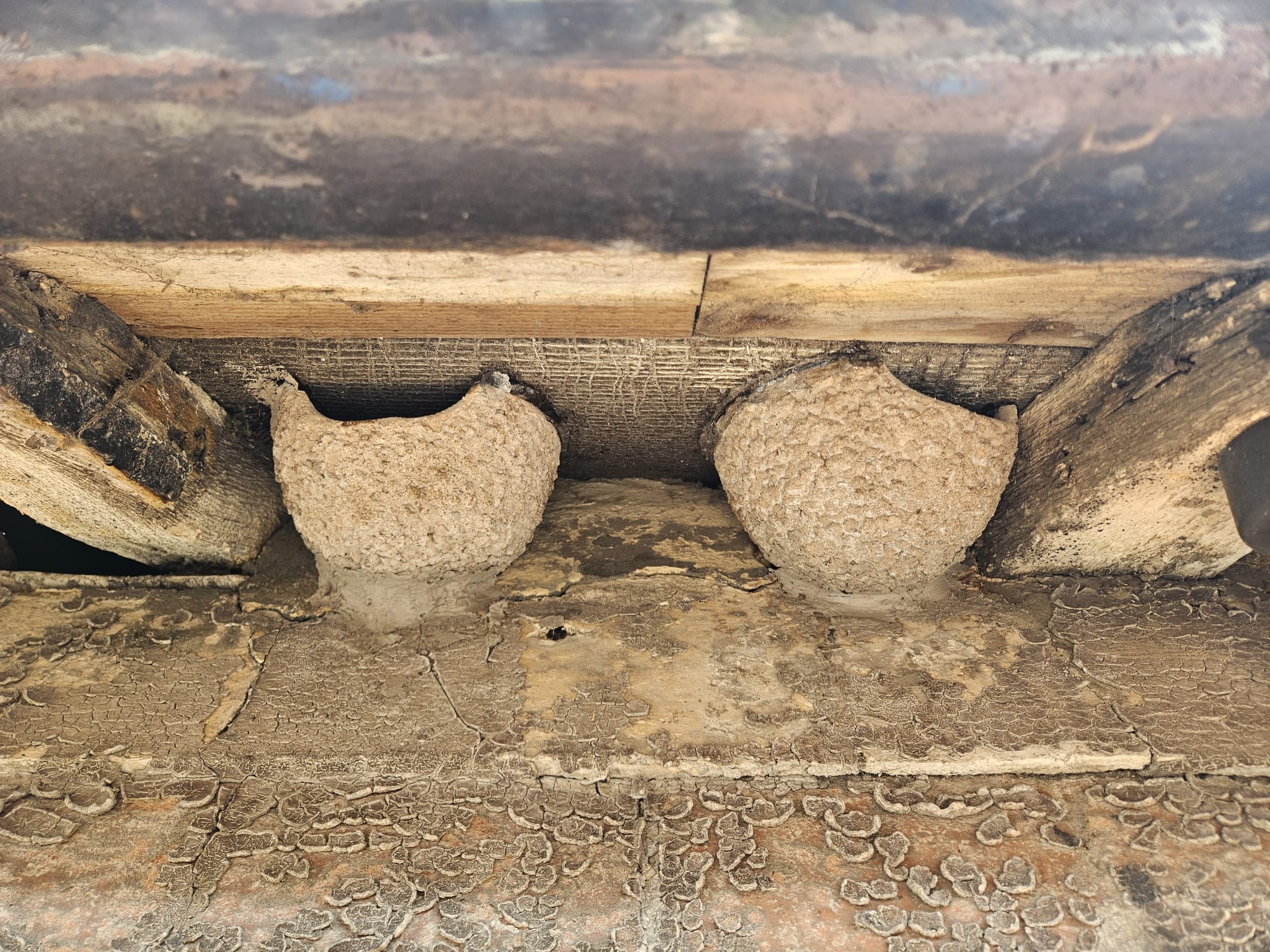 Bespoke angle single House Martin Nest Cup - Image 9