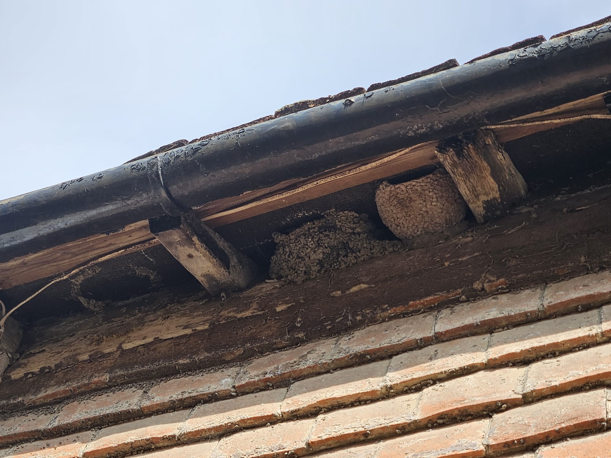Bespoke angle single House Martin Nest Cup - Image 8