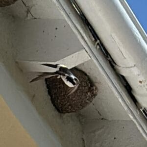 Bespoke angle single House Martin Nest Cup
