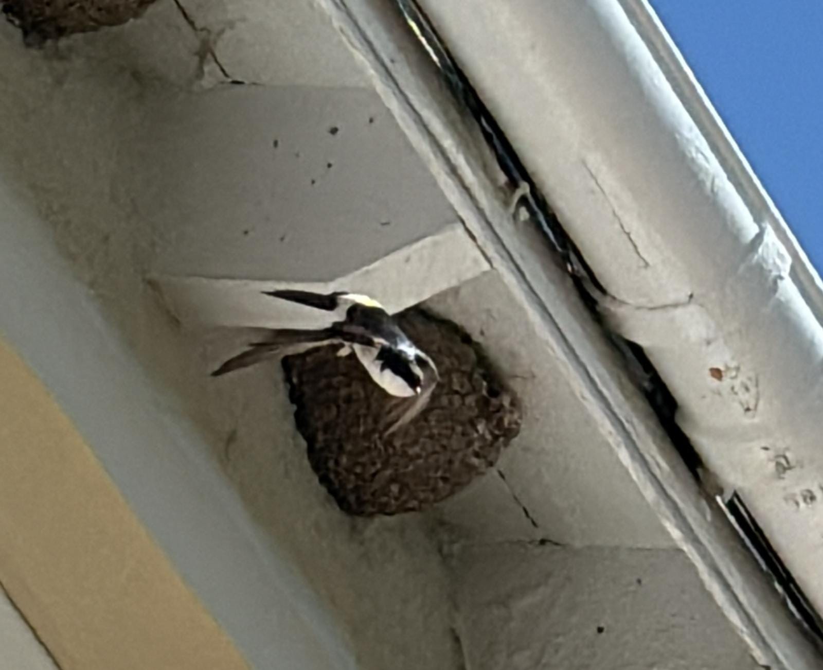 Bespoke angle single House Martin Nest Cup
